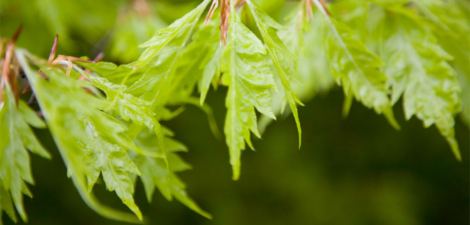 Groene%20bladeren%2c%20bomen%20en%20planten%20hovenier%20erik%20achterberg