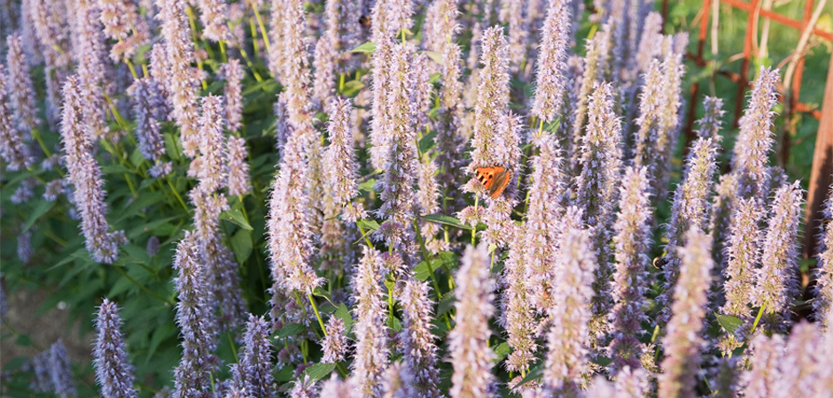 Planten%20en%20bloemen%20hovenier%20erik%20achterberg4