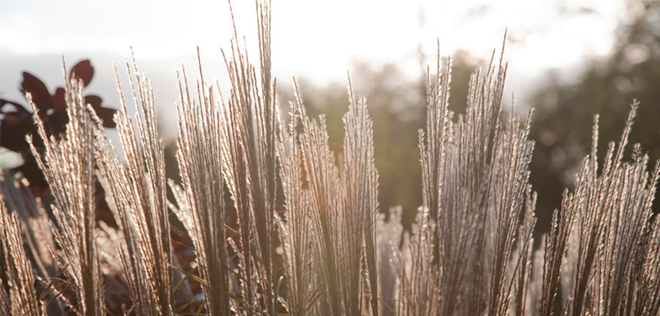 Dauw%20planten%20en%20bloemen%20hei%20erik%20achterberg5