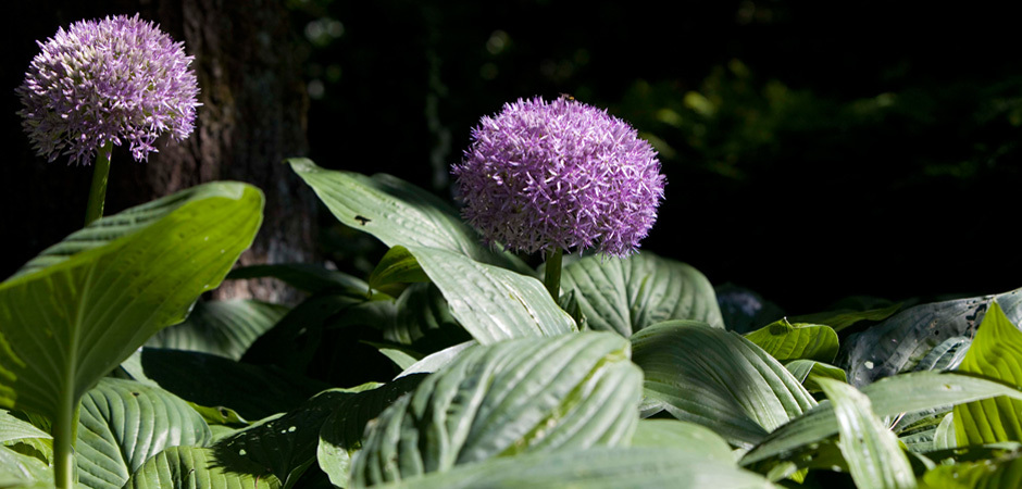 Paarse%20planten%20tuinen%20hovenier%20erik%20achterberg6